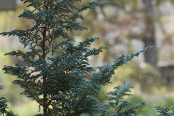 Carolina Evergreen © Josh
