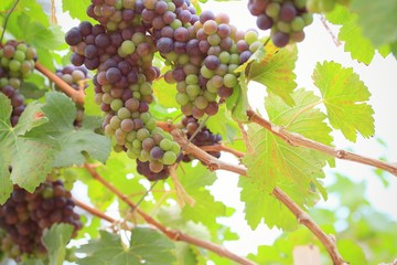 fresh grapes in vineyard