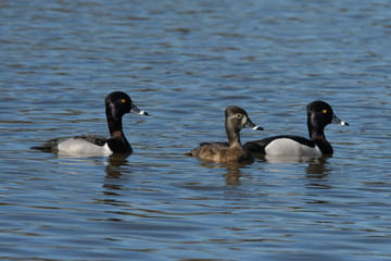 Two male and one female ringnecked duck swimming together in lake