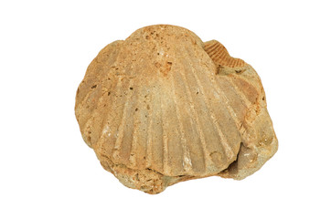 Fossil Shell