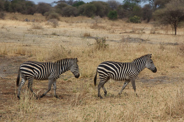 Fototapeta na wymiar A Couple Zebra