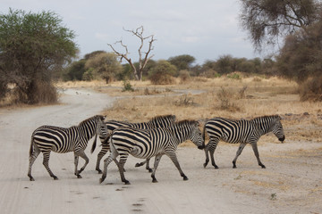 Obraz premium Stado zebry przechodzi przez ulicę