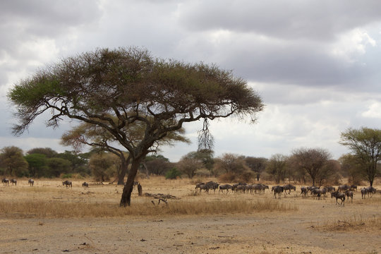 A Herd of Wildebeest in Tarangire National Park