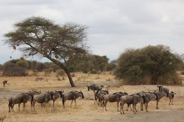 Naklejka na ściany i meble A Herd of Wildebeest at Tarangire National Park