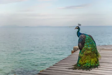 Deurstickers peacock © KULLAWAT