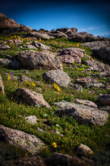 Fototapeta na wymiar Tundra flower life