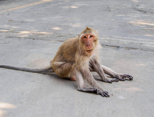 monkey sitting on the cement ground