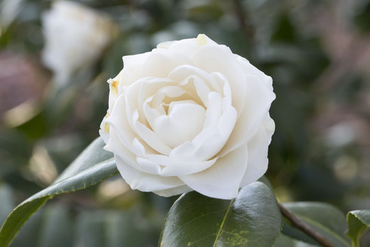 Isolated White Camellia Flower