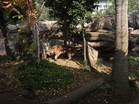 動物園　トラ
