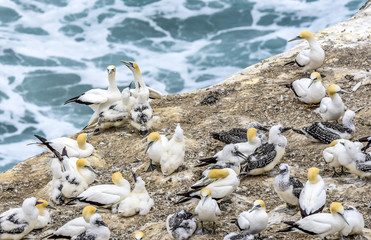 Nesting gannets habitat at Muriwai in New Zealand