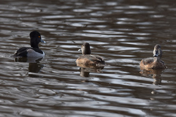 Ringnecked ducks swimming in lake