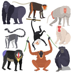 Different types of monkeys rare animal vector set. © Vectorwonderland