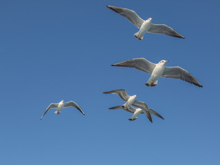Fototapeta na wymiar Flying seagulls with open wings in group.