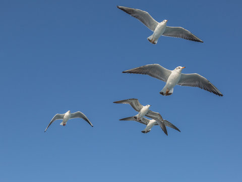 Flying seagulls with open wings in group.