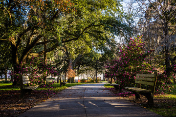 A Warm day at Forsyth Park in Savannah, Georgia Shaded by Magnol