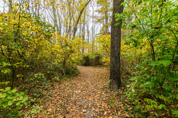 Autumn Trees Lake Side on Wye Island in Baltimore, Maryland