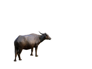 A buffalo standing in a mud as isolated background