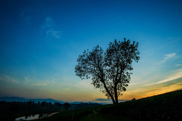 Fototapeta na wymiar Heart shape tree with tea plantation landscape at Chiang rai, Th