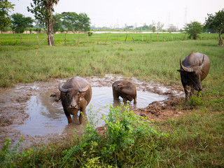 Three buffalo in a mud pond, countryside view