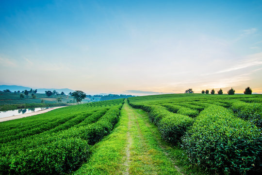 Sunset view of tea plantation landscape at Chiang rai, Thailand.