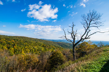 Colorful Leaves in Shenandoah National Park During high Fall Col