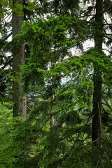 Evergreen Trees, Great Smoky Mtns NP