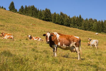 Fototapeta na wymiar cows in Alps, Switzerland