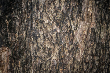 surface of wood 