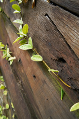 Green Plant and Wooden