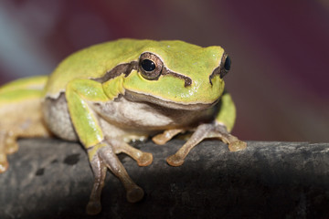 green sitting frog