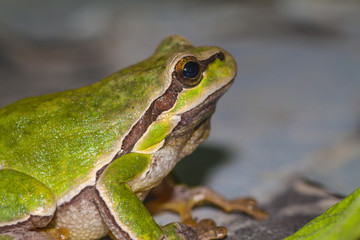 green sitting frog