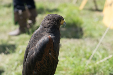 Falke