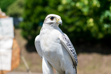 Falke