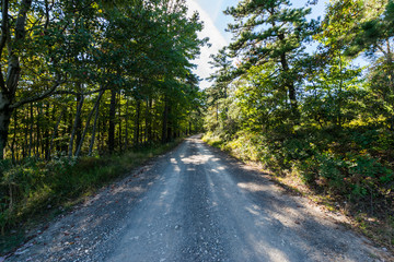 Naklejka premium Overlooking Long Pine Reservoir in Michaux State Forest, Pennsyl