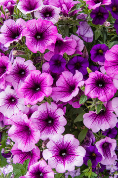 Colorful petunia plants in full bloom