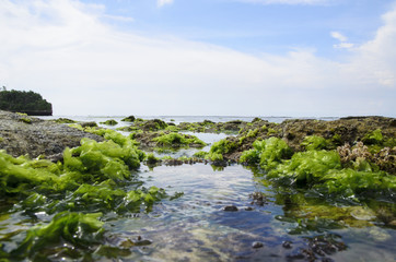 Moss On the Rock with strong water wave at Low Tide Beach in Bali.