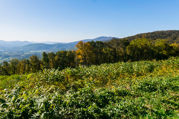 Fototapeta na wymiar Skyline of The Blue Ridge Mountains in Virginia at Shenandoah Na