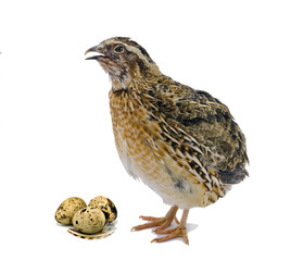 Quail with eggs isolated on white background