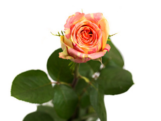 Beautiful rose isolated on white background