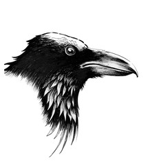 Black raven head