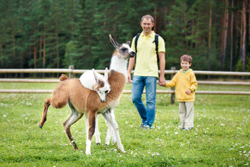 Father and son looking at two baby lamas © levranii