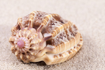 Single sea shell of marine snail on the sand, close up