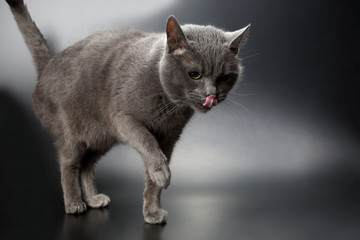grey cat on stuck out his tongue.