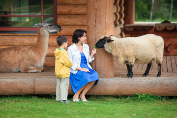 Young woman and her little son feeding a sheep - 135662107