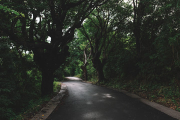 The road through the jungle in a day time, Indonesia, Bali