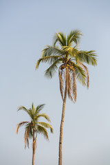 Fototapeta na wymiar Two palm trees against blue sky