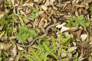 serpente che striscia su foglie secche