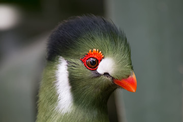 Touraco de Pauline en gros plan