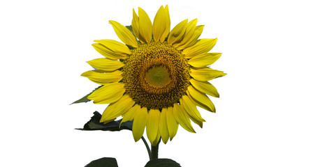 Sunflower blooming on white background in the winter