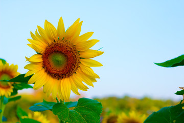 Sunflower with bright morning sky,Cheerful